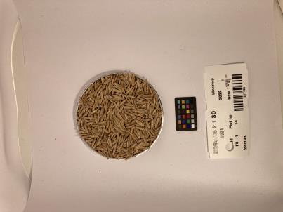 Click for 1 image(s) for this accession. SEED